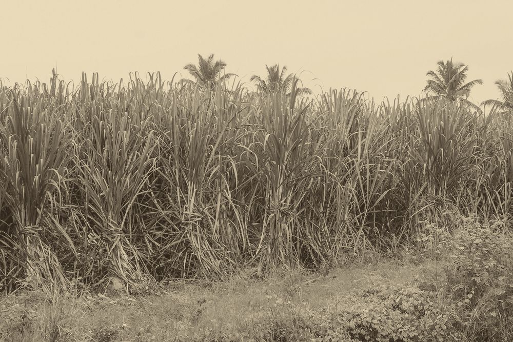 ಶ್ರೀರಂಗಪಟ್ಟಣದ ಬಳಿ ಕಬ್ಬಿನ ಗದ್ದೆ (ಸಂಗ್ರಹ).